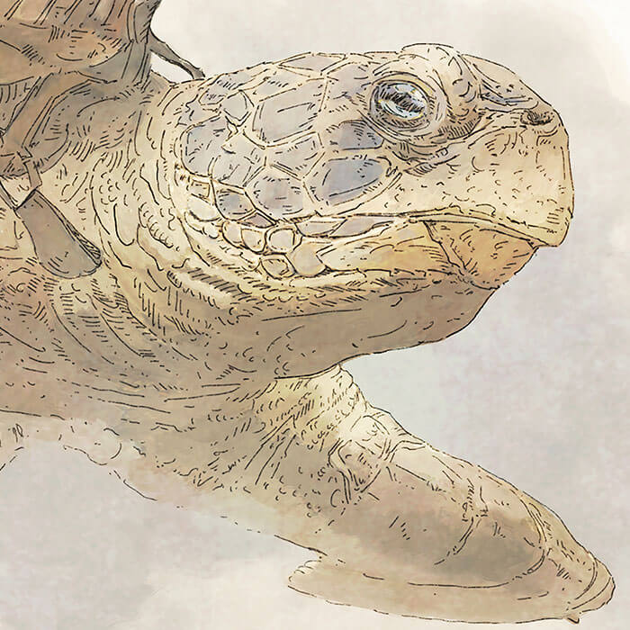 Greg Turtle Gregory Fromenteau | Turtle Pirate Ship | Art4Fans Signature